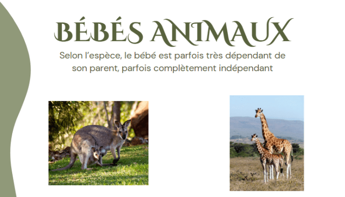 Fiches Bébés animaux