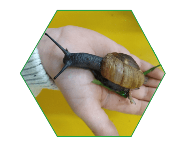 escargot dans main d'enfant