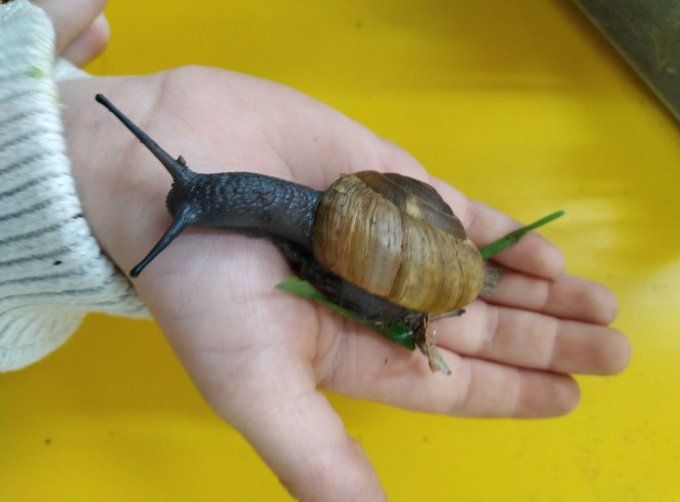 escargot dans main d'enfant