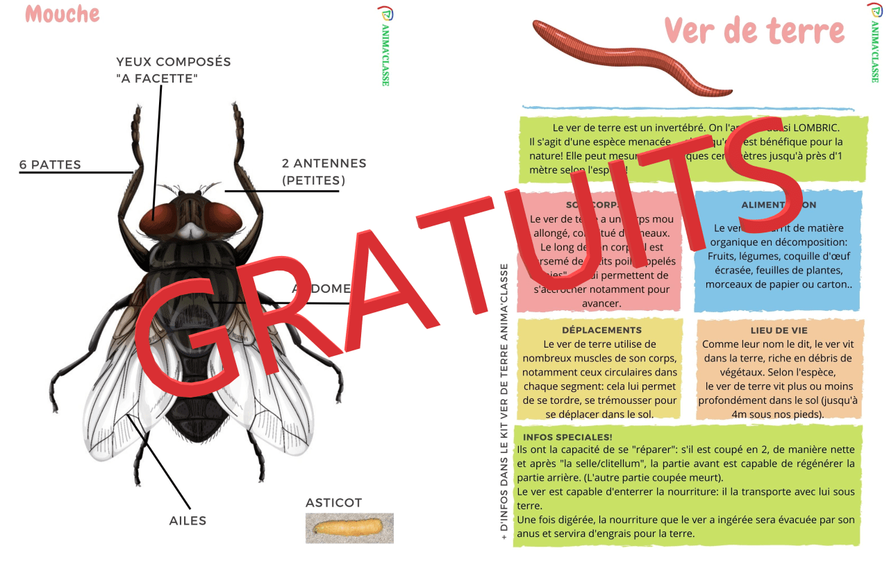 Fiches Gratuites