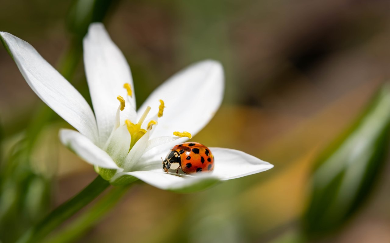 COCCINELLES