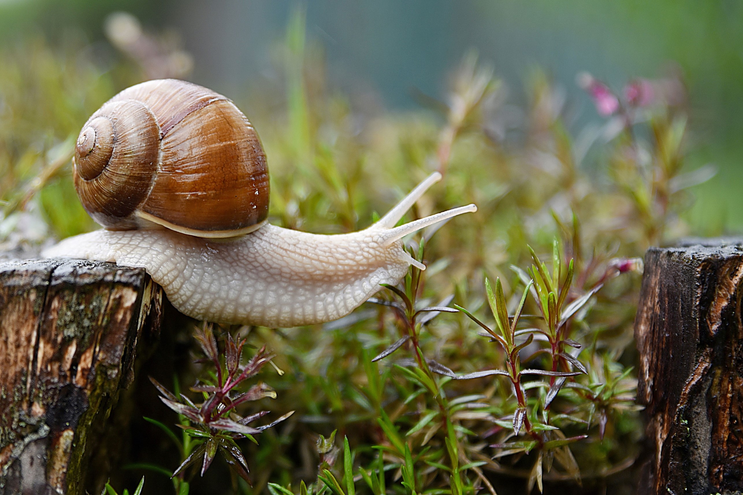 Dossier Pré-Scolaire Escargots